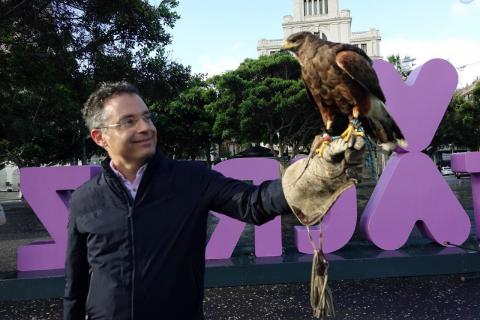 Chip, el halcón que sobrevolará Santa Cruz / CanariasNoticias.es Chip, el halcón que sobrevolará Santa Cruz / CanariasNoticias.es