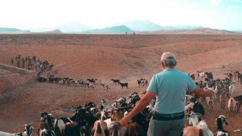 Apañadas de Fuerteventura / CanariasNoticias.es 