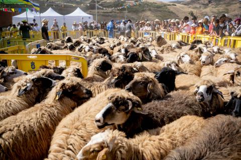 Fiesta de la Lana / CanariasNoticias.es 