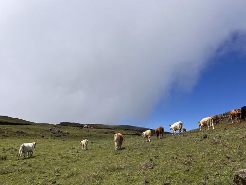 Ganadería ecológica en Canarias / CanariasNoticias.es 