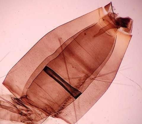 Larva de mosquito Aedes aegypti Larva de mosquito Aedes aegypti