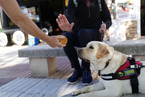 Perro guía Perro guía