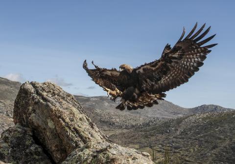 Águila Real Águila Real
