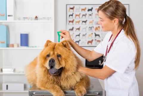 Veterinario con perro