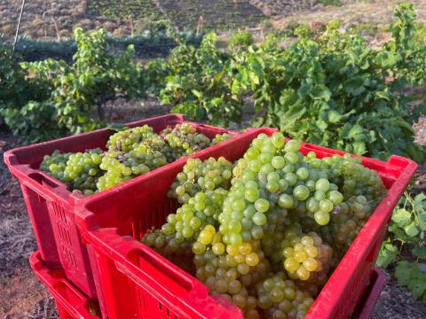 Uvas de El Hierro / CanariasNoticias.es Uvas de El Hierro / CanariasNoticias.es