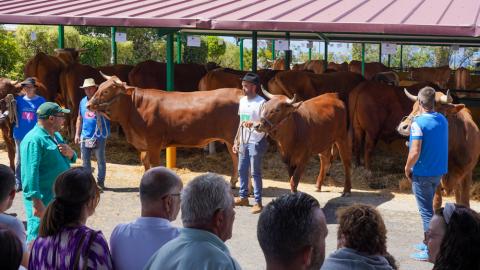 Feria de Ganado / CanariasNoticias.es Feria de Ganado / CanariasNoticias.es
