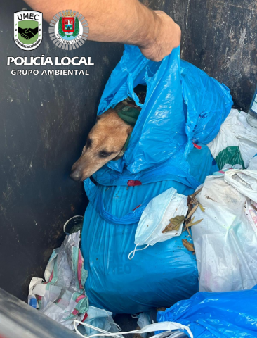 Perro abandonado en contenedor Perro abandonado en contenedor