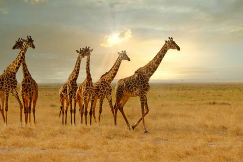 Jirafas en el Parque Nacional de Serengueti
