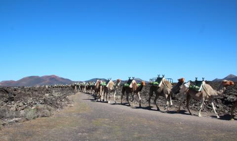 Camellos en Yaiza, Lanzarote/ canariasnoticias.es Camellos en Yaiza, Lanzarote/ canariasnoticias.es