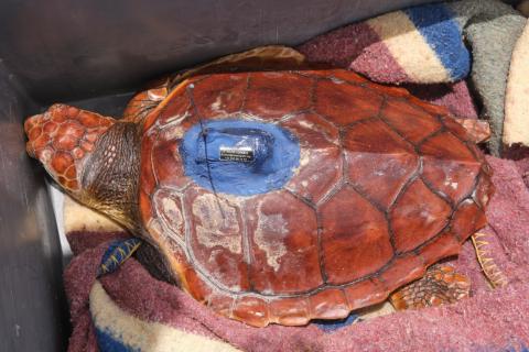 Suelta de tortuga en Fuerteventura /CanariasNoticias.es