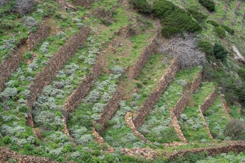 Bancales en La Gomera / CanariasNoticias.es 
