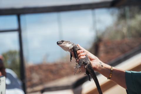Lagarto gigante de La Gomera / CanariasNoticias.es Lagarto gigante de La Gomera / CanariasNoticias.es