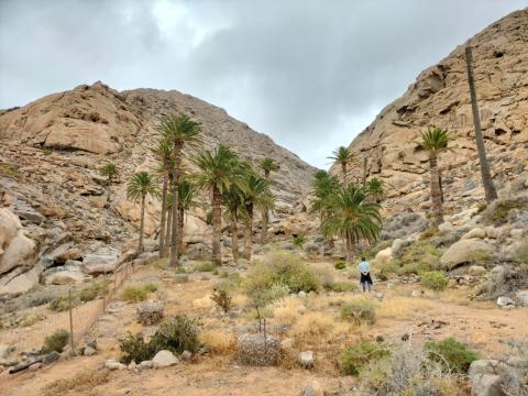 Barranco del Buen Paso / CanariasNoticias.es 