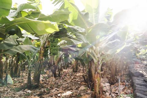 Explotación agraria La Gomera / CanariasNoticias.es Explotación agraria La Gomera / CanariasNoticias.es