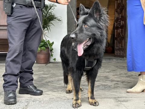 Nuevo Agente Canino / CanariasNoticias.es 