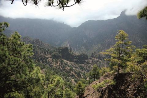 Monte de Canarias Monte de Canarias