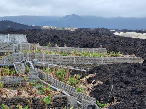 Explotación platanera afectada por el volcán de La Palma Explotación platanera afectada por el volcán de La Palma