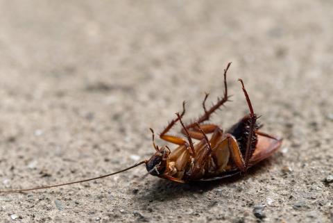 / Picas Joe (Pexels) Cucaracha
