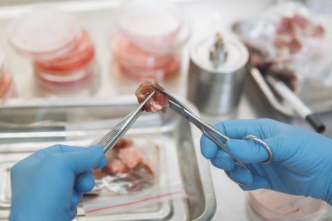 / Thirdman (Pexels) Carne de laboratorio