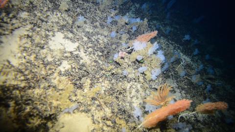 Fondos de coral / Centro Oceanográfico de Canarias-IEO Fondos de coral