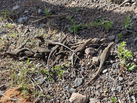 Crías de Lagarto Gigante de El Hierro Crías de Lagarto Gigante de El Hierro