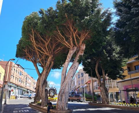 Bajada de las Guayarminas / CanariasNoticias