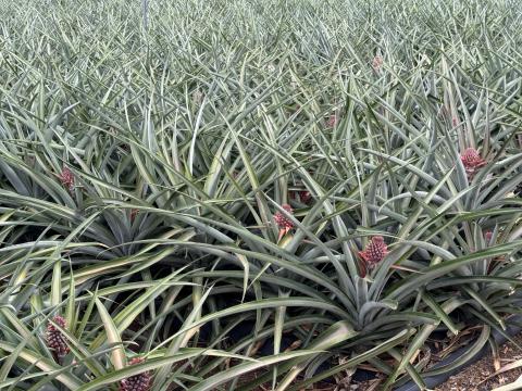Cultivo de piña tropical Cultivo de piña tropical