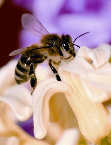 Abeja negra canaria Abeja negra canaria