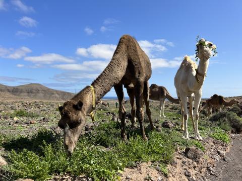 Camellos Camellos