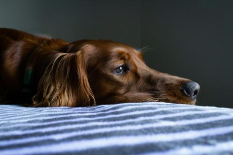 / Ryan Stone (Unsplash)