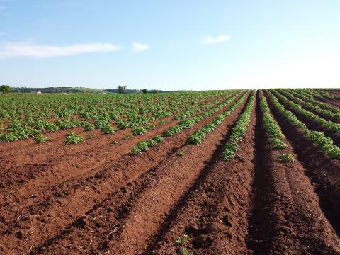 / meganelford0 (Pixabay) Cultivo de papas