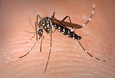 Mosquito Aedes albopictus/ canariasnoticia Mosquito Aedes albopictus/ canariasnoticias.es