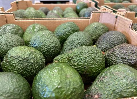 Aguacates de Canarias Aguacates de Canarias