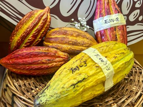 Cacao canario Cacao canario
