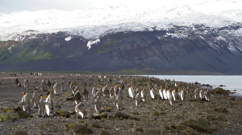 Un grupo de pingüinos en las islas Heard y McDonald/ canariasnoticias.es